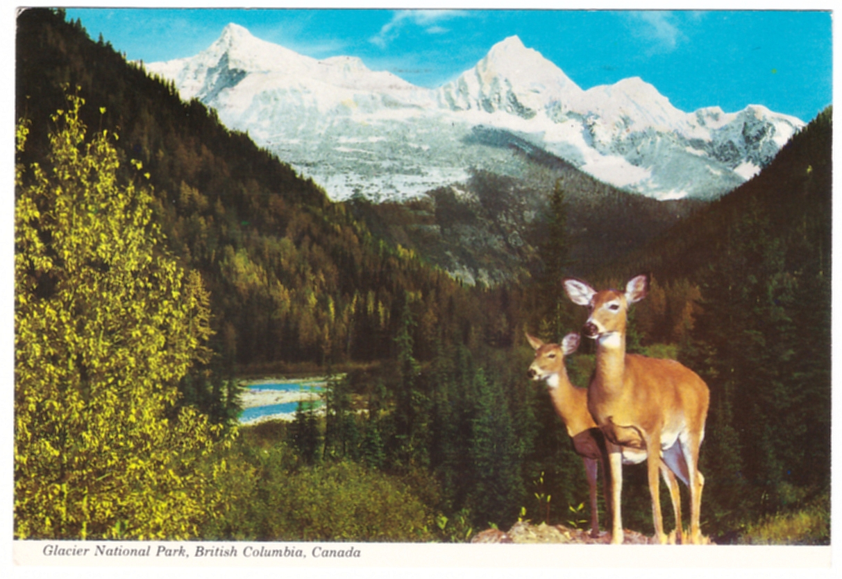 Deer Selkirk Mountains Glacier National Park British Columbia postcard