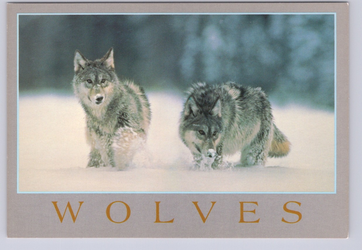 Wolves  postcard